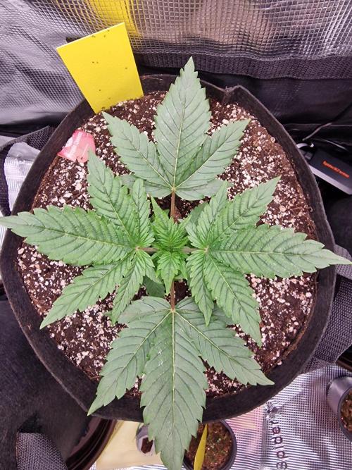 1st tent grow. Week 3