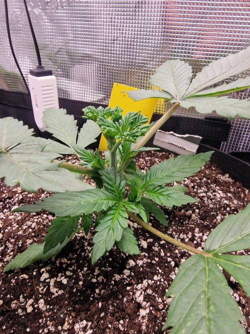 1st tent grow. Week 3
