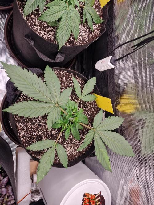 1st tent grow. Week 3