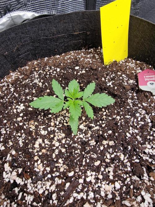 1st tent grow. Week 3