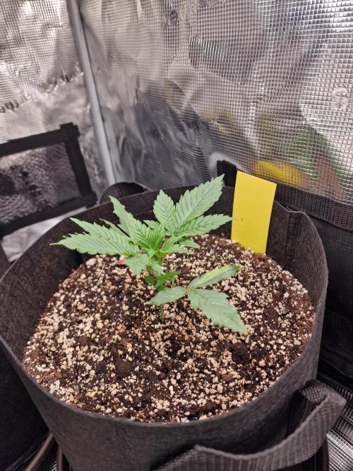 1st tent grow. Week 3