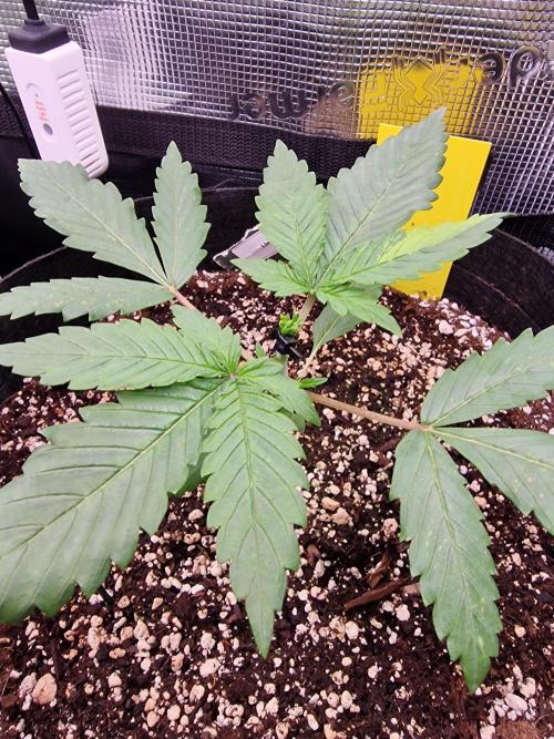 1st tent grow. Week 3