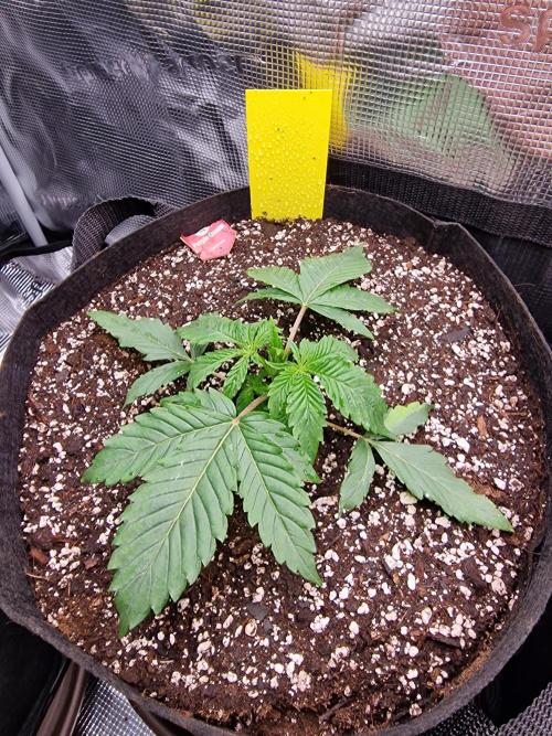 1st tent grow. Week 3