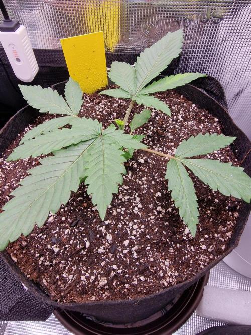 1st tent grow. Week 3