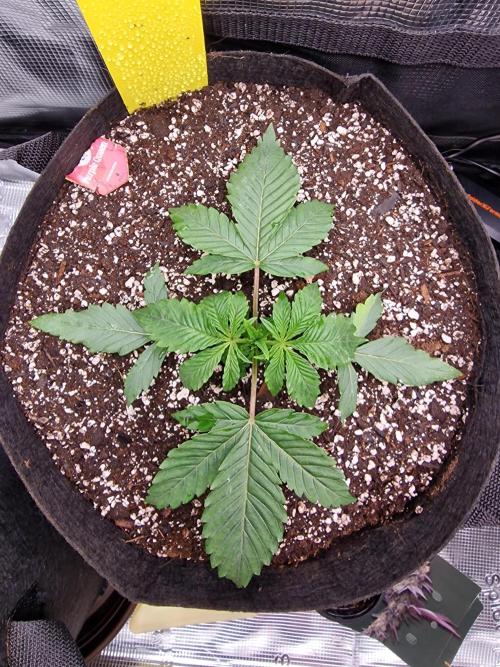 1st tent grow. Week 3