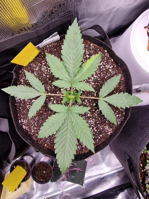 1st tent grow. Week 3