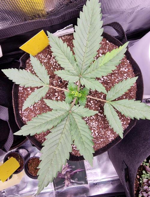 1st tent grow. Week 3