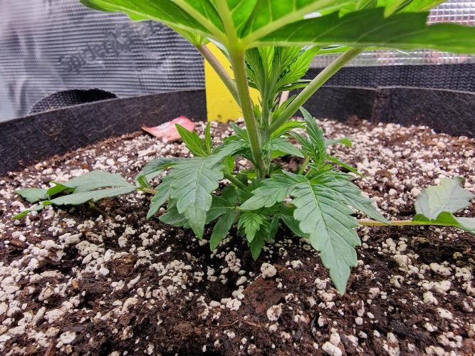 1st tent grow. Week 3