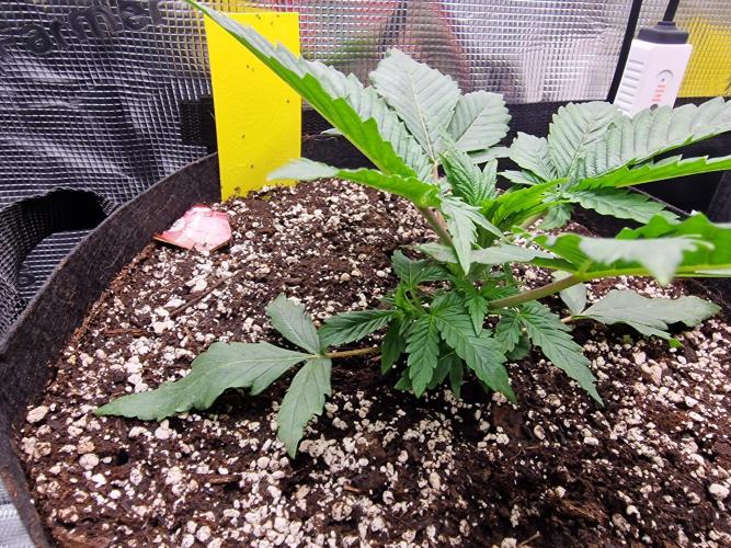 1st tent grow. Week 3