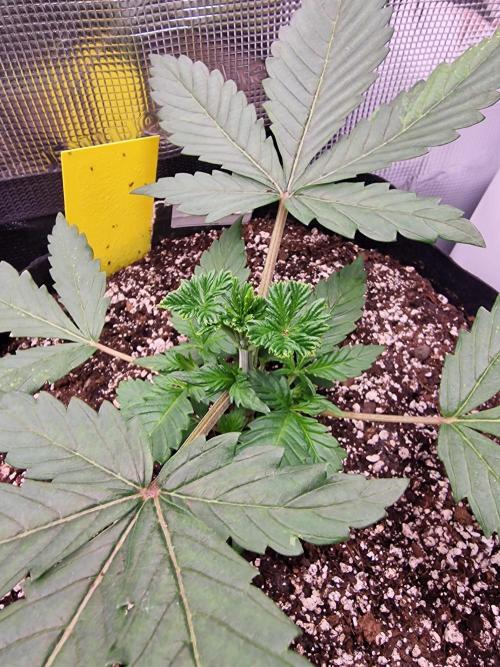 1st tent grow. Week 3
