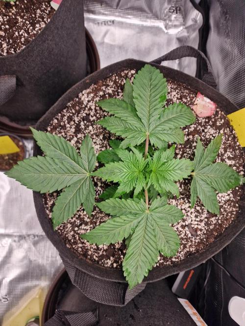 1st tent grow. Week 3