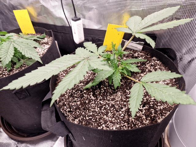1st tent grow. Week 3