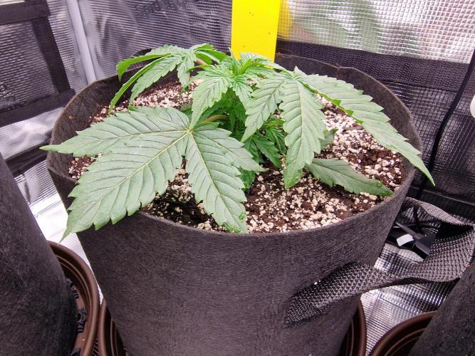 1st tent grow. Week 3