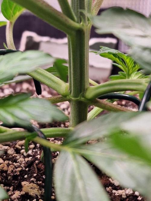 1st tent grow. Week 3