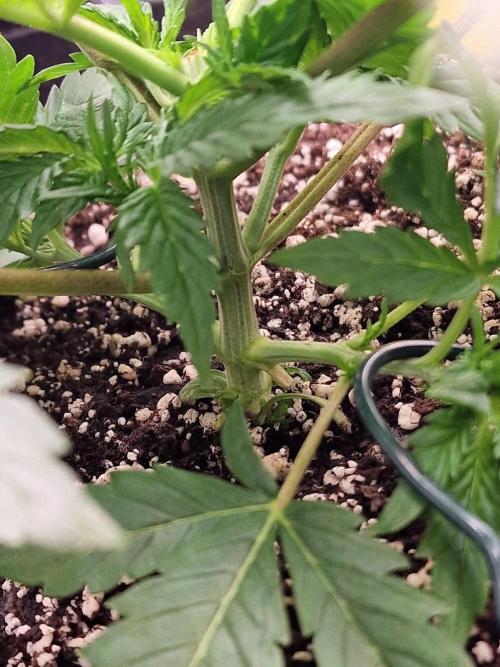 1st tent grow. Week 3