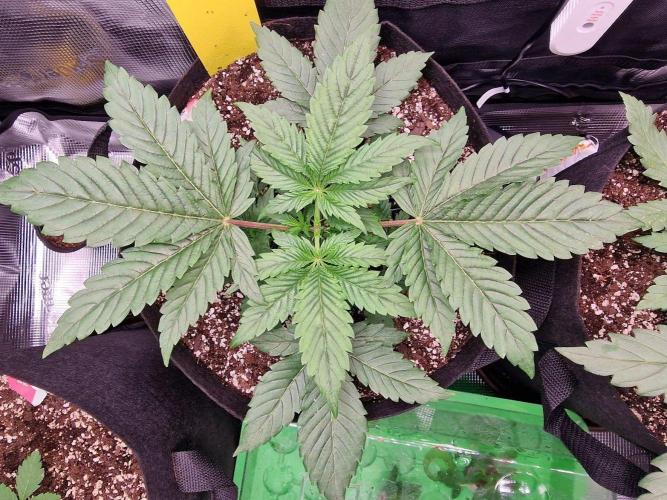 1st tent grow. Week 3