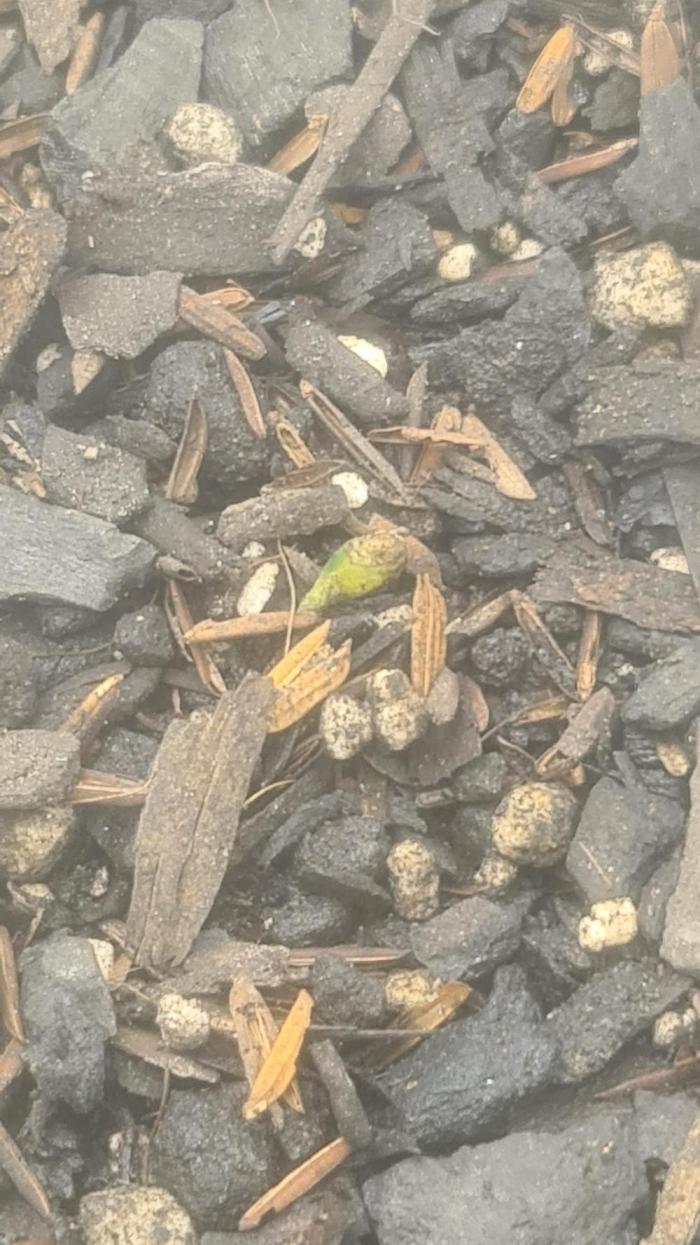 1° cultivo. Week 0 - elas tem 3 dias de diferença