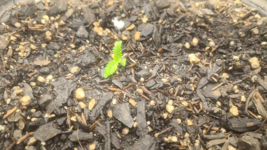 1° cultivo. Week 1