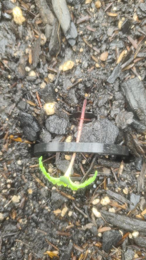 1° cultivo. Week 1