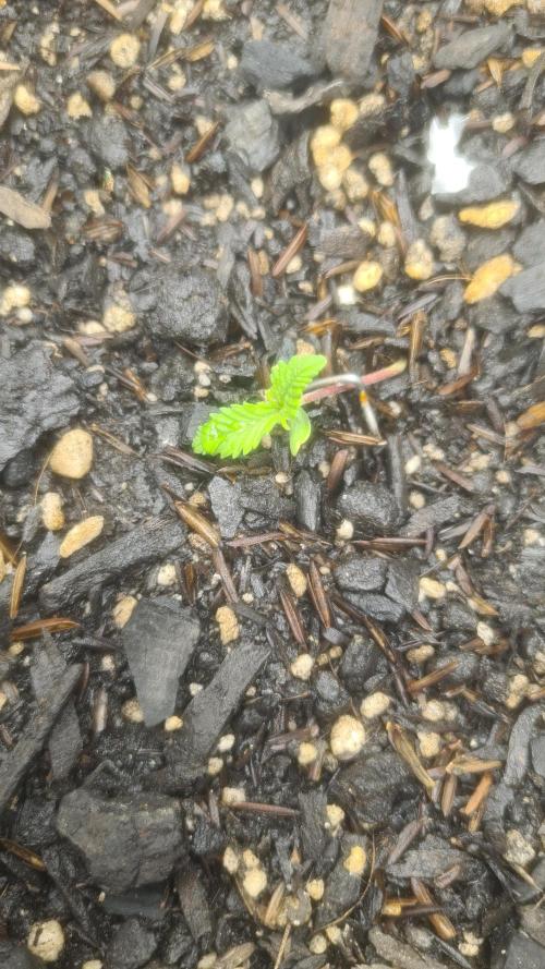 1° cultivo. Week 1