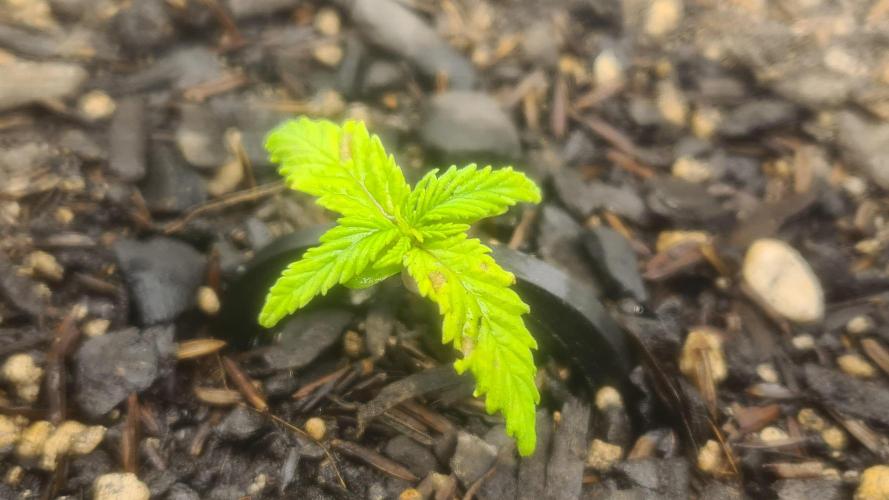 1° cultivo. Week 2
