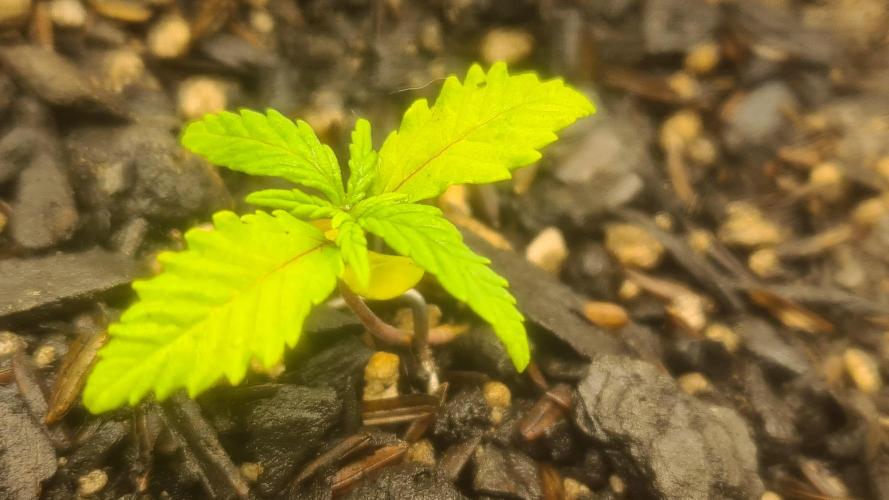 1° cultivo. Week 2