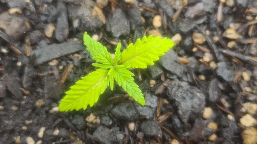 1° cultivo. Week 2