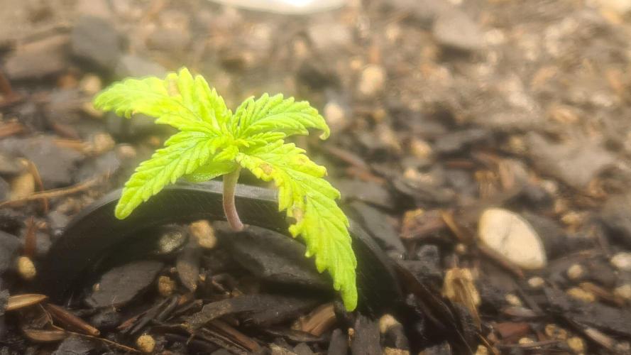 1° cultivo. Week 2