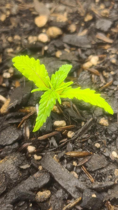 1° cultivo. Week 2