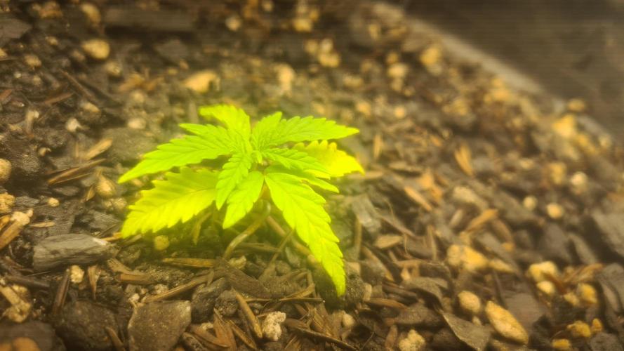 1° cultivo. Week 3