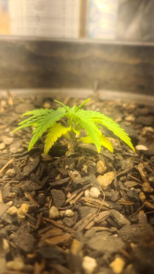 1° cultivo. Week 4