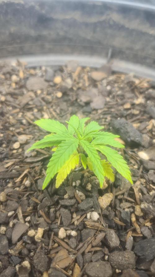 1° cultivo. Week 4