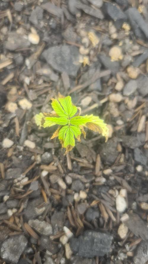 1° cultivo. Week 4