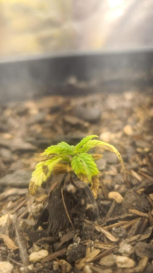 1° cultivo. Week 4