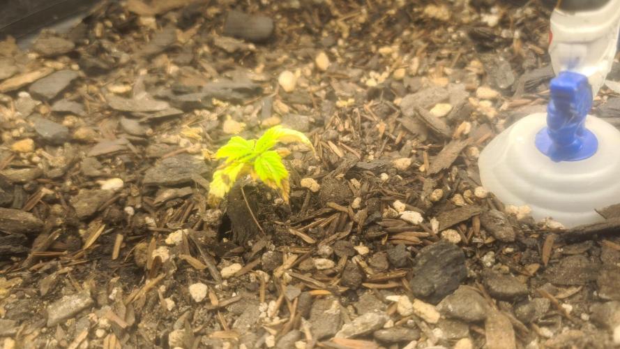 1° cultivo. Week 4