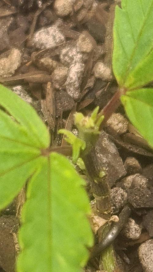 1° cultivo. Week 5