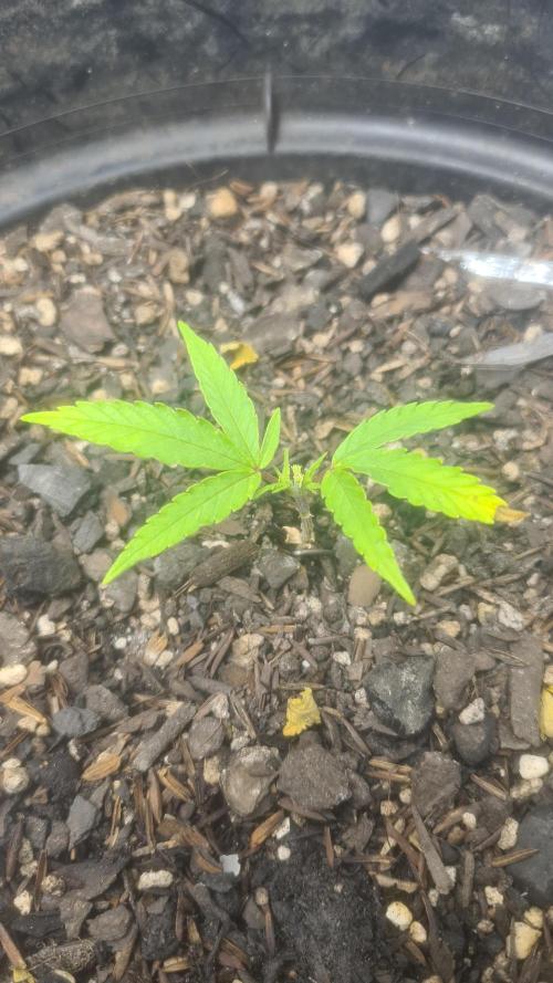 1° cultivo. Week 5