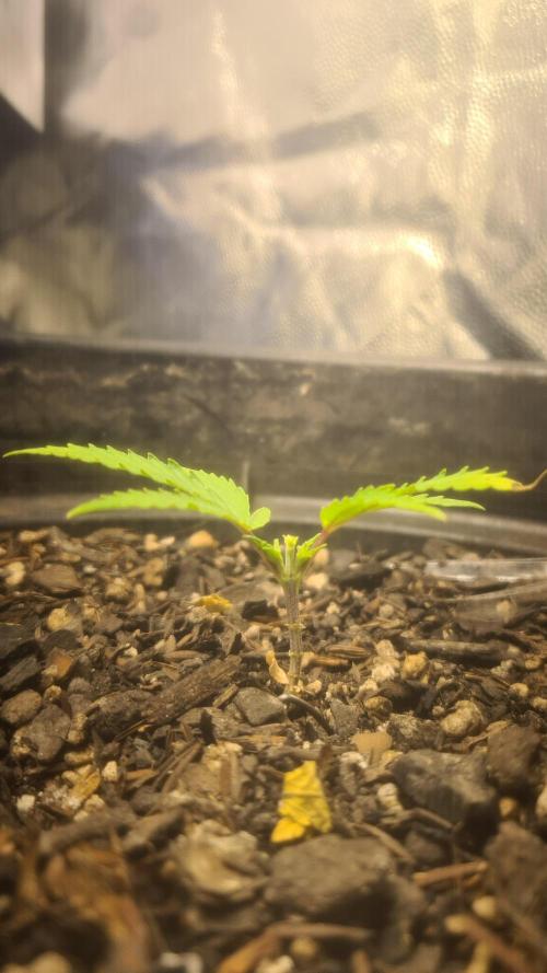 1° cultivo. Week 5