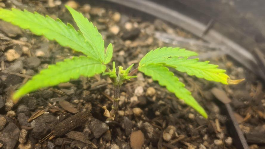 1° cultivo. Week 5