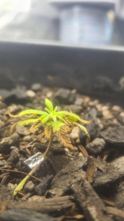 1° cultivo. Week 5
