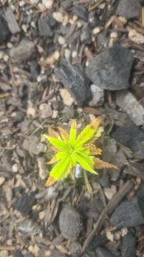 1° cultivo. Week 5