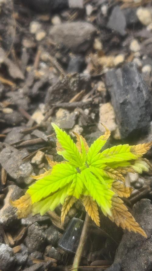 1° cultivo. Week 5