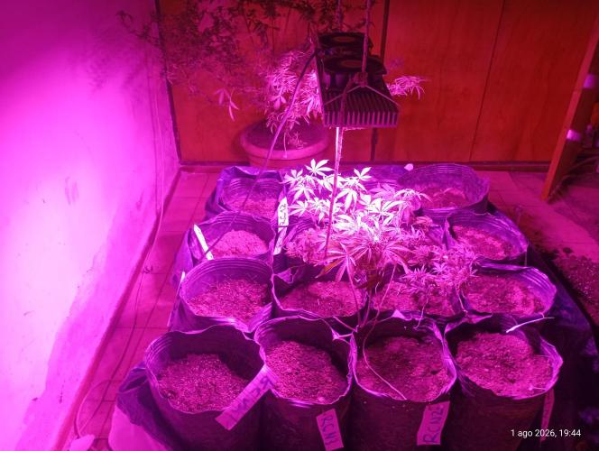 Led full Spectrum 500w. Week 1
