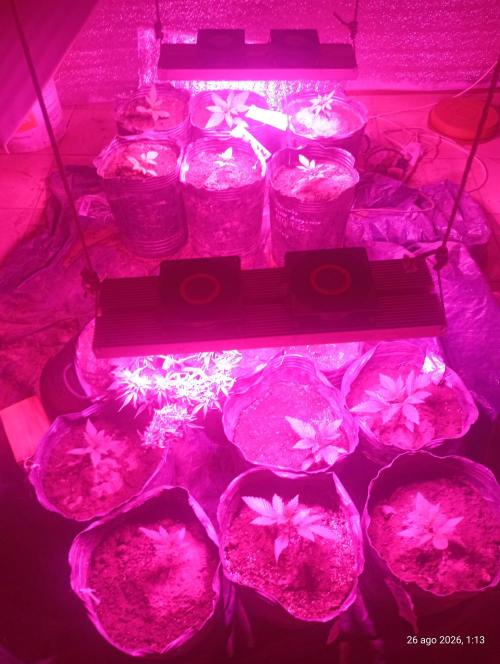 Red Criticar Auto. Week 4