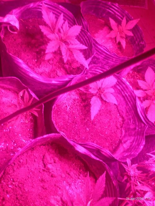 Red Criticar Auto. Week 4