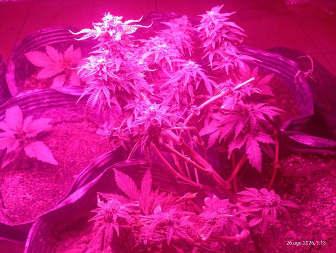 Red Criticar Auto. Week 4