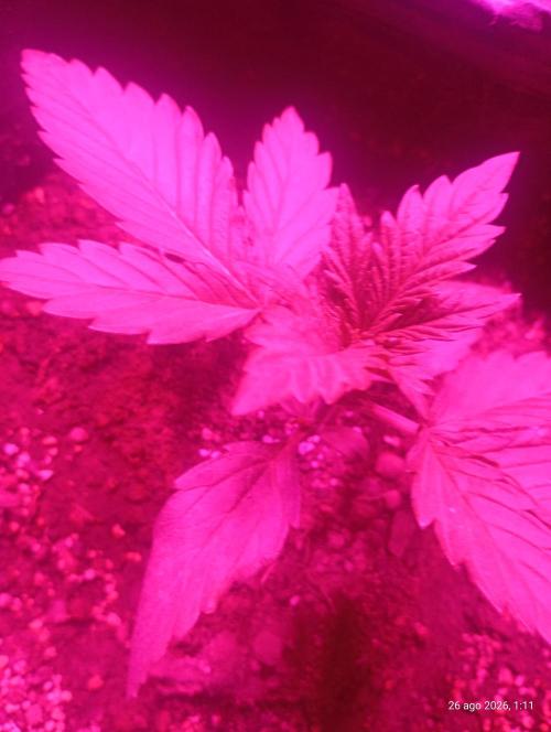 Red Criticar Auto. Week 4