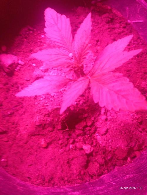 Red Criticar Auto. Week 4