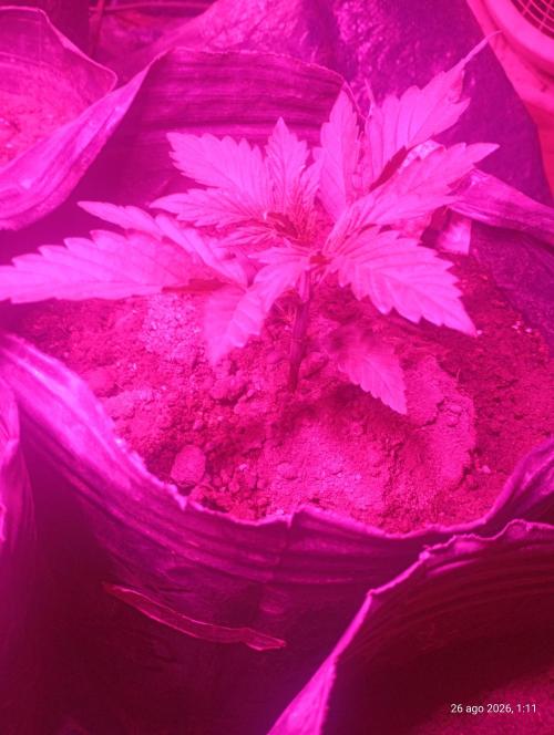 Led full Spectrum 500w. Week 4
