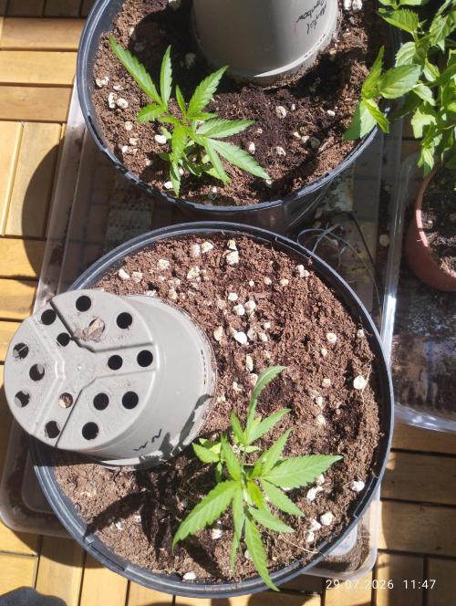 Herbstgrow 26. Week 1 - Mental Rainbow und New Money